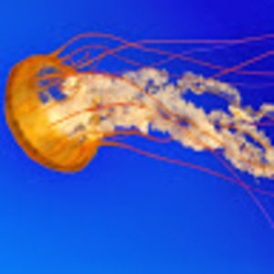 Meet your Posher, Mariam